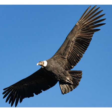 condor